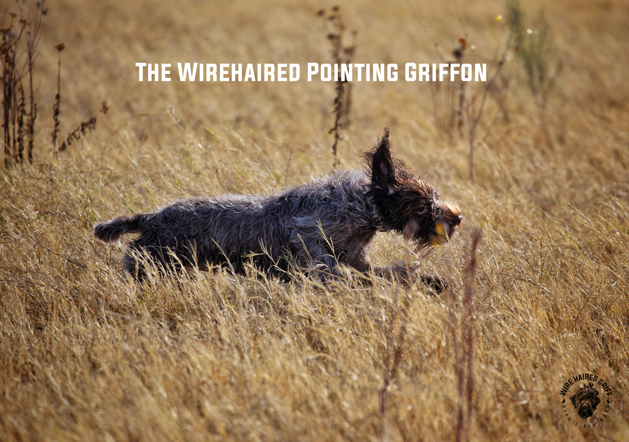 The Wirehaired Pointing Griffon