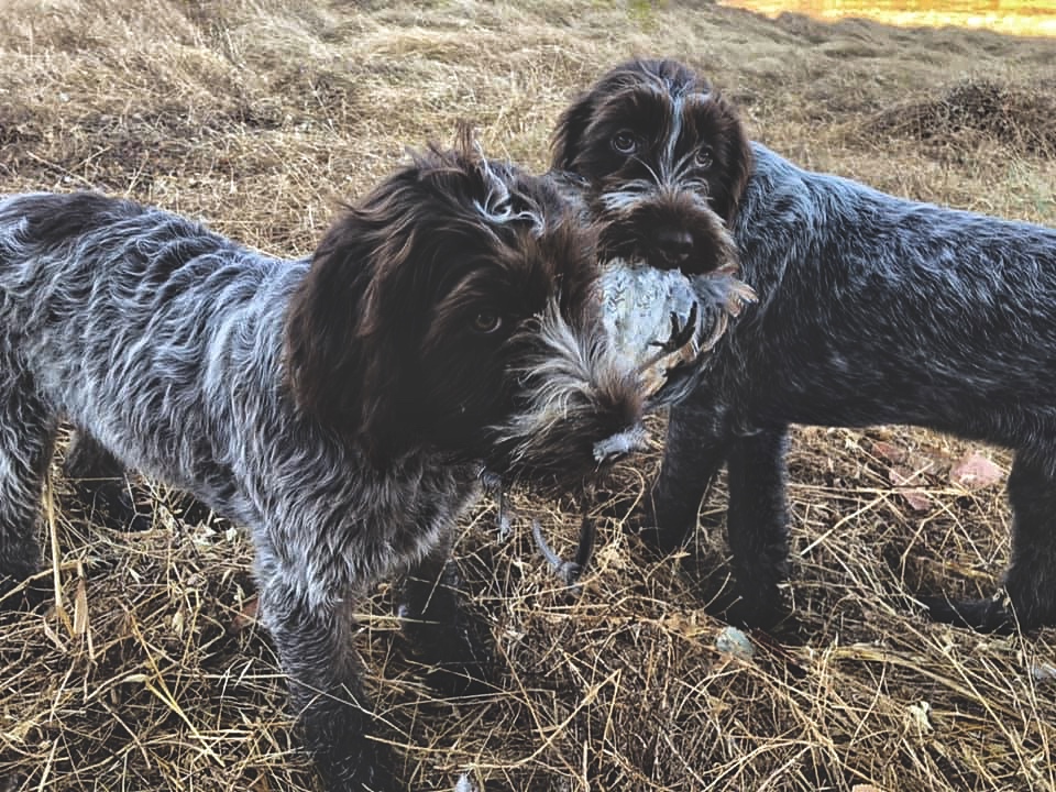 Wirehaired Griffon Puppies